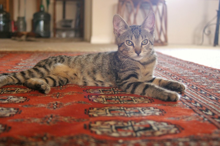 Oriental rug cleaning by True Eco Dry LLC